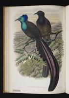 Monograph of the Paradiseidae, 1:129