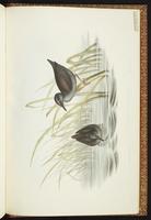 Sooty Rail, Spotless Crake plate 82