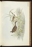 White-browed Crake plate 81