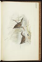 Baillon's Crake plate 80