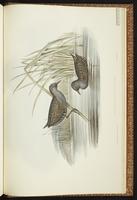 Australian Crake plate 79