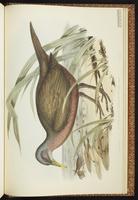 Chestnut Rail plate 78