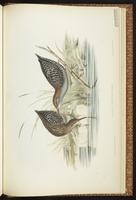 Lewin's Rail plate 77