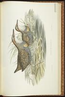 Lewin's Rail plate 76