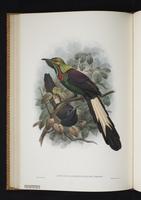 Monograph of the Paradiseidae, 1:125