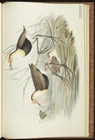 Comb-crested Jacana plate 75