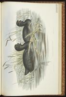 Eurasian Coot plate 74