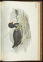 Dusky Moorhen plate 73