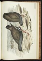 Black-tailed Nativehen plate 72