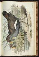 Tasmanian Nativehen plate 71