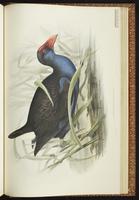 Purple Swamphen plate 70