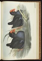 Purple Swamphen plate 69