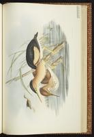 Little Bittern, Blongios nain plate 68
