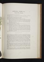 Monograph of the Paradiseidae, 1:122