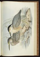 Green-backed Heron, Héron strié, Striated Heron plate 67