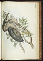 Green-backed Heron, Héron strié, Striated Heron plate 66