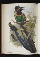 Monograph of the Paradiseidae, 1:121