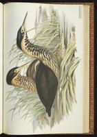 Black Bittern plate 65