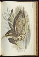 Australasian Bittern plate 64