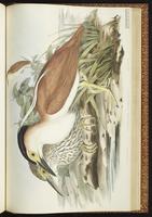 Nankeen Night Heron, Rufous Night Heron plate 63