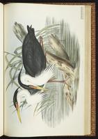 Pied Heron plate 62