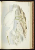 White-faced Heron plate 61