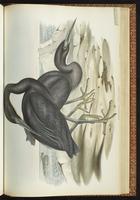 Pacific Reef Heron, Pacific Reef-Heron plate 60