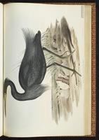 Pacific Reef Heron, Pacific Reef-Heron plate 59