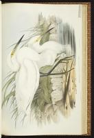 Western Reef Heron, Aigrette à gorge blanche plate 58