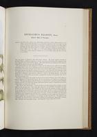 Monograph of the Paradiseidae, 1:118