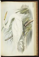 Intermediate Egret, Plumed Egret plate 57