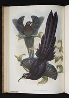 Monograph of the Paradiseidae, 1:117
