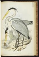 Gray Heron, Grey Heron, Héron cendré plate 55