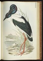 Black-necked Stork plate 51