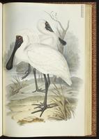 Royal Spoonbill plate 50