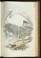 Yellow-billed Spoonbill plate 49