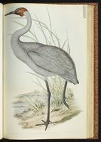 Brolga plate 48