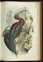 Glossy Ibis, Ibis cara oscura, Ibis falcinelle plate 47