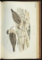 Courlis nain, Little Curlew plate 44