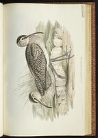Courlis corlieu, Whimbrel, Zarapito trinador plate 43