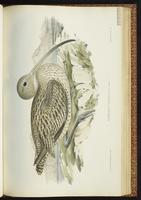 Eastern Curlew, Far Eastern Curlew, Courlis de Sibérie plate 42