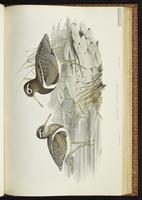 Greater Painted Snipe plate 41