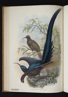 Monograph of the Paradiseidae, 1:111