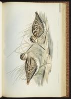 Japanese Snipe, Latham's Snipe plate 40