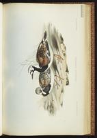 Ruddy Turnstone, Tournepierre à collier, Vuelvepiedras rojizo plate 39