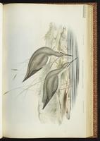 Chevalier arlequin, Spotted Redshank plate 38
