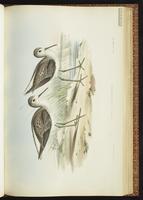 Chevalier stagnatile, Marsh Sandpiper plate 37