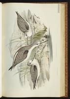 Chevalier aboyeur, Common Greenshank plate 36