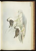 Common Sandpiper, Chevalier guignette plate 35