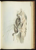 Chevalier bargette, Terek Sandpiper plate 34